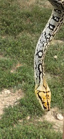 Ocelot Poss Het White Reticulated Python by Prolific Pythons