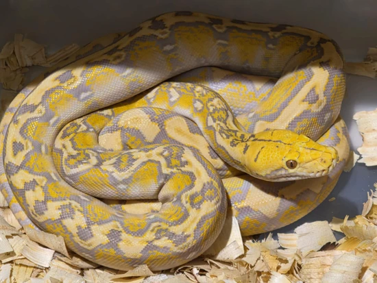 Purple Marble 100% Het Anthrax Reticulated Python by Prolific Pythons