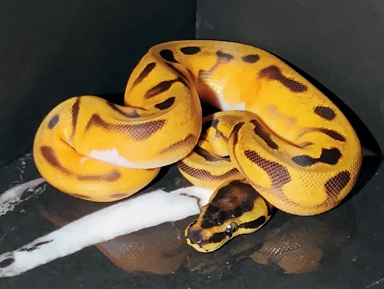 Super Enchi Orange Dream Yellow Belly Pied Het Albino Ball Python by ...