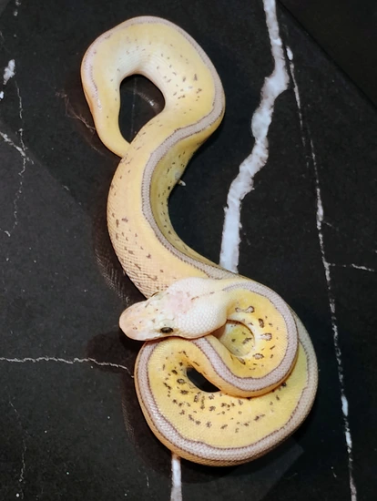 Super Pastel Ench Orange Dreami Leopard Clown Ball Python by Exotic ...