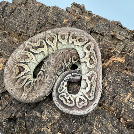 Black Pewter Redstripe Het Clown Ball Python by Chris’s exotic balls
