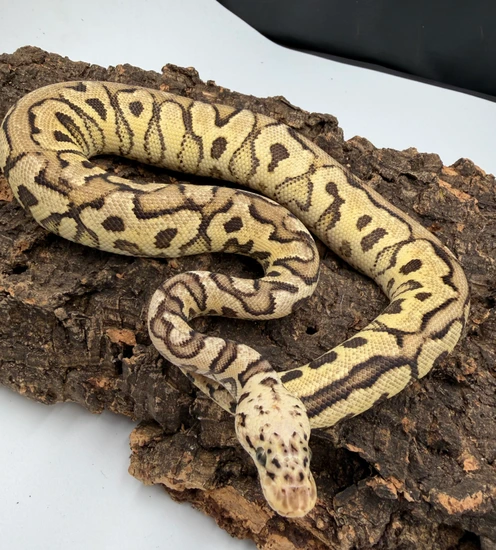 Pink Ball Nose Python Clown Spotnose Redhead Pastel Ball Python by Chris’s exotic balls