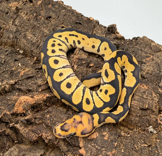 Desert Ghost Clown Ball Python by Chris’s exotic balls