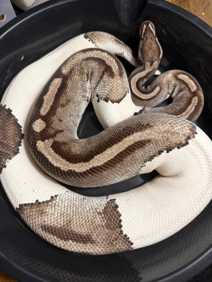 Axothanic Ball Python Vpi Axanthic Pied Ball Python by Chris’s exotic balls