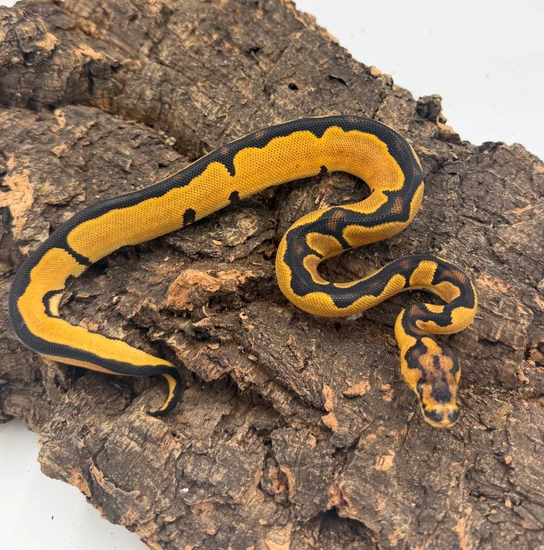 Orange Dream Yellow Belly Calico Clown Ball Python by Chris’s exotic balls