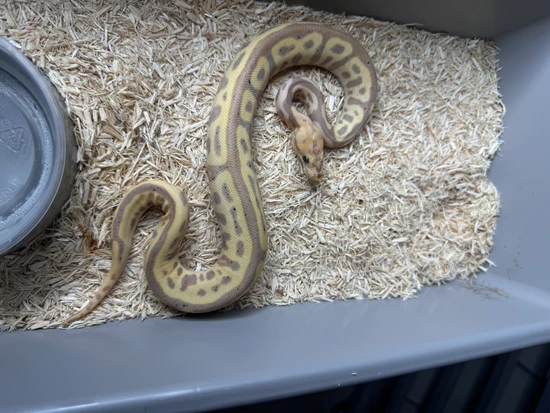 Pastel Scarecrow Ball Python by Bigger Better Reptiles