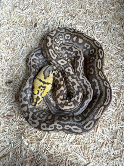 Orange Glow Ocelot Reticulated Python by Bigger Better Reptiles