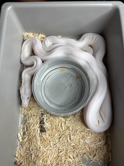 Phantom Pied Reticulated Python by Bigger Better Reptiles