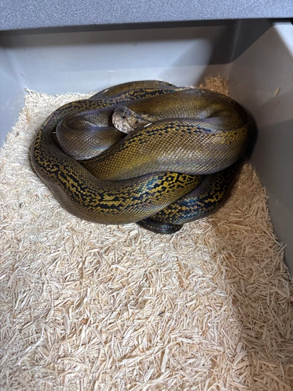 Golden Child Reticulated Python by Bigger Better Reptiles
