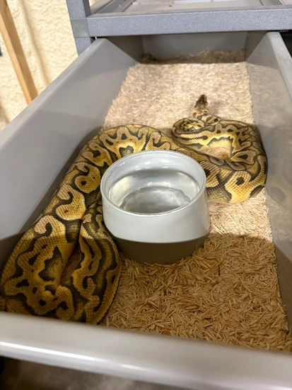 Trio Puzzle Project Ready To Breed Ball Python by Bigger Better Reptiles