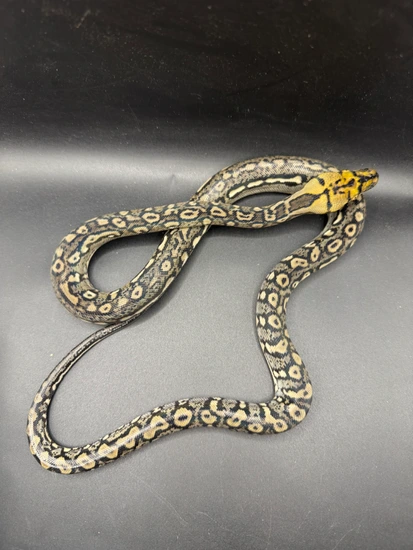 Ocelot #1 Reticulated Python by Bigger Better Reptiles