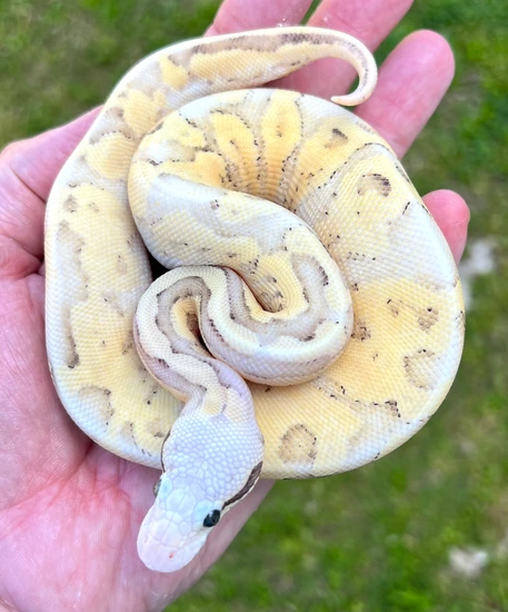 Super Pastel Vanilla Fire Ball Python by Phoenix Reptiles