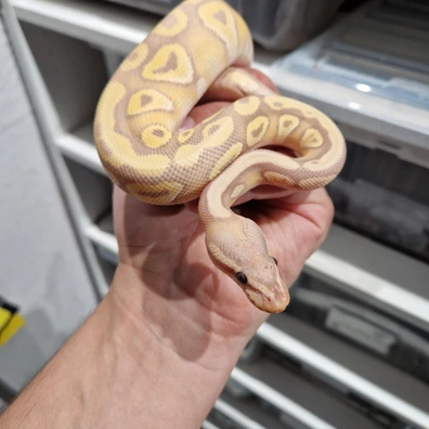 Banan Mojave
