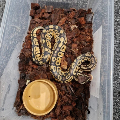 2025 Male Pastel Dbl Het Hypo Clown Ball Python - male for sale from RJ PYTHONS