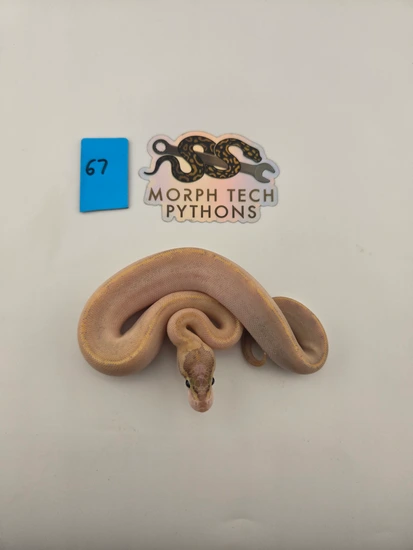 M Ivory 66% Het Desert Ghost Ball Python by Morph Tech Pythons