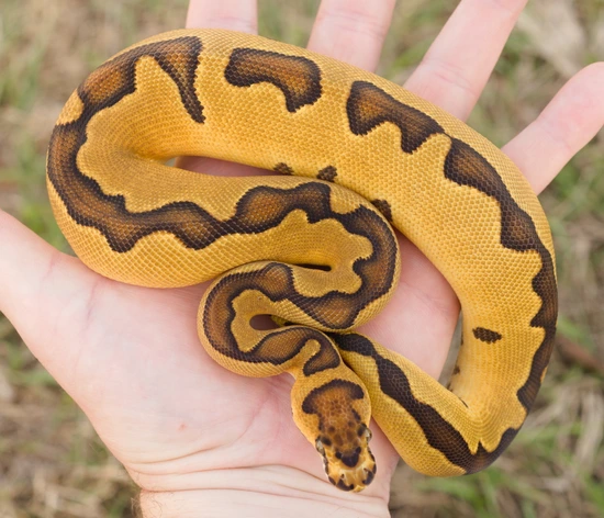 Enchi Clown 100% Het Ultramel Female Ball Python by Biological Canvas