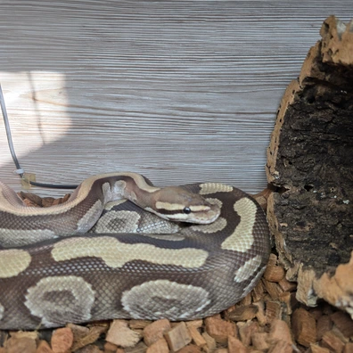 (CB21) Fire/Mojave: Male Ball Python - male for sale from Harp's Herpetology