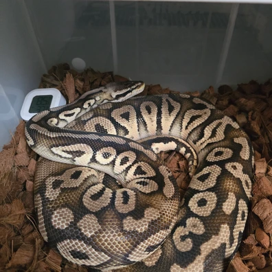 (CB22) Super Pastel/Phantom: Male Ball Python - male for sale from Harp's Herpetology