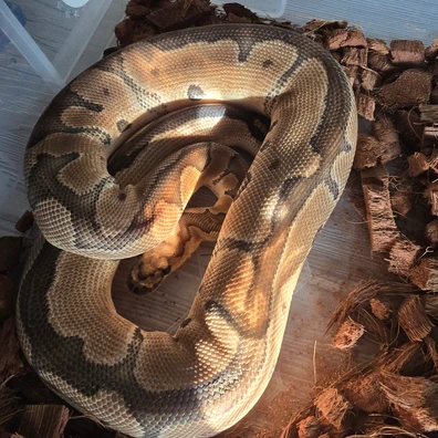 (CB22) Clown: Male Ball Python - male for sale from Harp's Herpetology