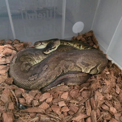 (CB22) Pewter: Female Ball Python - female for sale from Harp's Herpetology