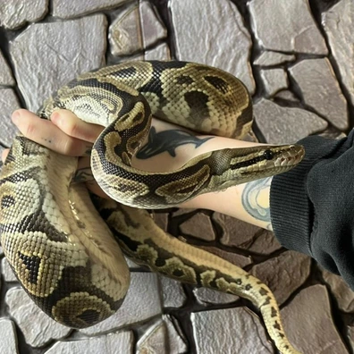 Re-Home Royal Python At Birmingham Reptiles Ball Python - female for sale from Birmingham Reptiles
