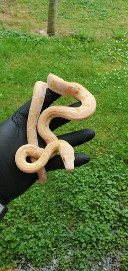 NO RESERVE White Albino Tiger Reticulated Python by Party animalz farm