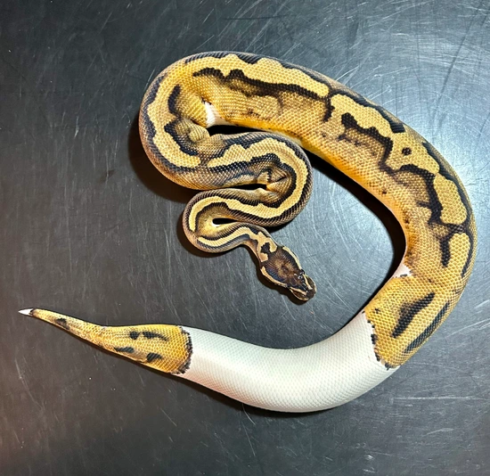 Piebald Ball Python by B. K. Morphs