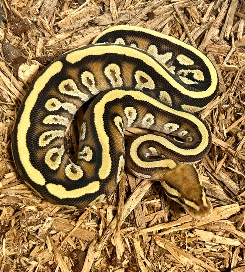 Cypress Fire Mocha Het. Clown Ball Python by B. K. Morphs