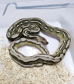 50% Kalaotoa Anery Sunfire Tiger 66% Het Purplr Albino Reticulated ...