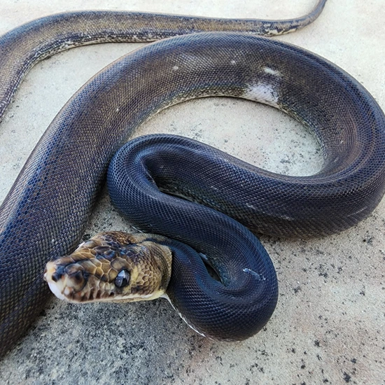 GC Tiger Pied Reticulated Python by Black Diamond Herps