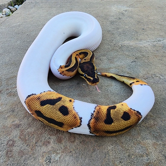 Pied Het Albino Ball Python by Black Diamond Herps