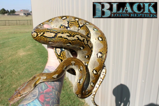 Lotus Python Bacan Reticulated Python by Black Lotus Reptiles