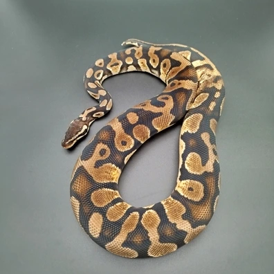Pastel Het Piebald Ball Python - female for sale from Black Forest Scales