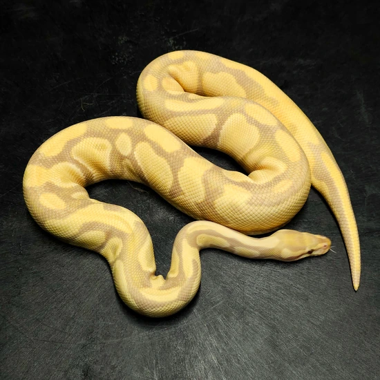 Candy 100% Het Pied Ball Python by Black Mountain Balls