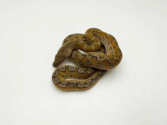 Anery Platinum Super Dwarf Reticulated Python CB by Blackpool Reptiles ...
