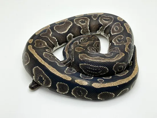 Phantom DH Axanthic (VPI), Pied Ball Python by Blackpool Reptiles ...