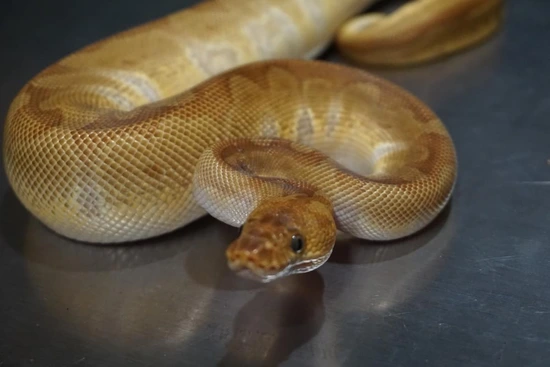 Enchi Sunset Clown Ball Python by Black Soul Pythons