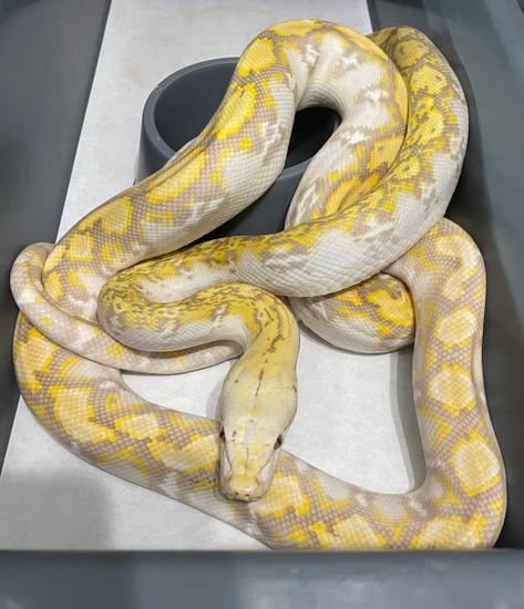 Free Shipping!! 50% Kalaotoa 12.5% Jampea Purple Ph Snow Reticulated ...