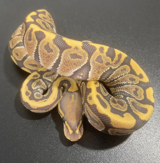No Reserve!! Female Hypo Ball Python by MidWest Scales