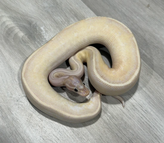 Highway Ball Python Grey Color No Reserve!! Banana Highway Ball Python by MidWest Scales