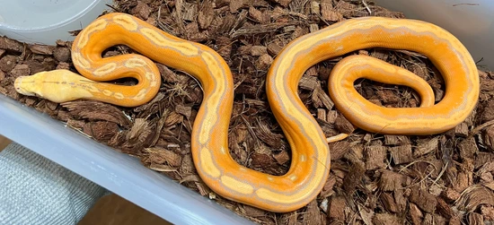 Purple OGS Reticulated Python by Next Generation Morphs