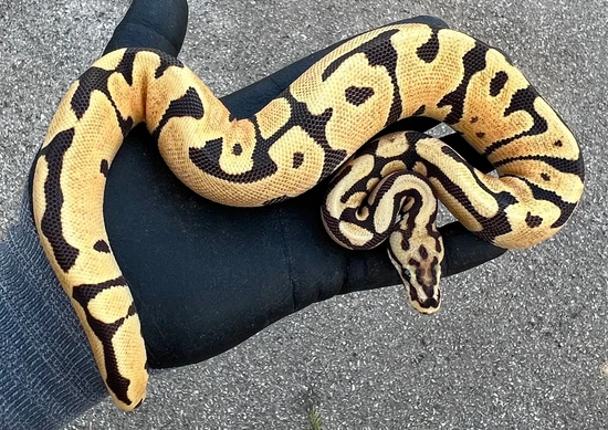 Super OD Spotnose Fire Het Clown Ball Python by Next Generation Morphs