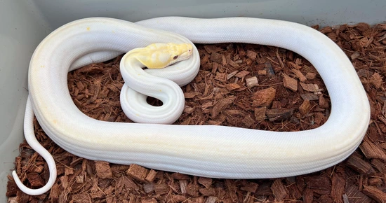 Lavender Albino Super Motley Poss Platinum Citron Tiger Reticulated ...