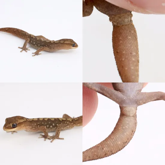 Box Stone Gecko Pair Ranges Stone Geckos More Gecko by Bloody Goannas