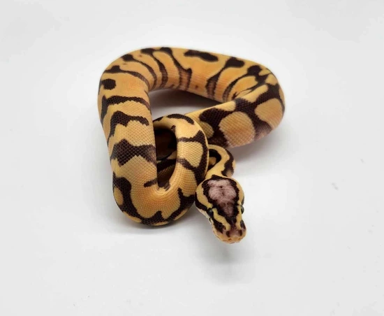 Pastel Monarch Ball Python Pastel, Enchi, Monarch Ball Python by #piedislife
