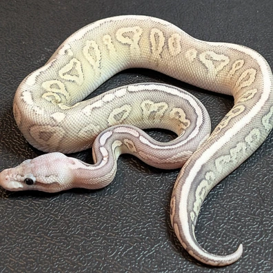 Pastel Cinnamon Hypo 66%het Clown Ball Python - female for sale from Blue eyes python