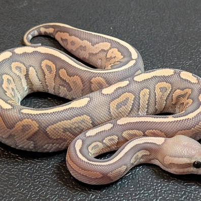 Od Cinnamon Hypo 66% Het Clown Ball Python - female for sale from Blue eyes python