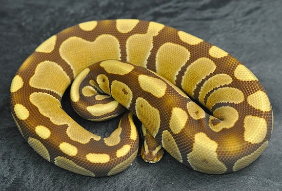 Monarch Het G Stripe Ball Python by Maddox Morphs