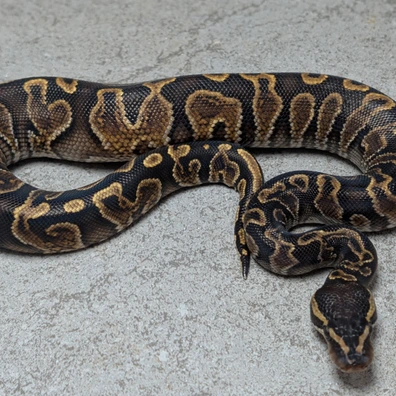Ghi Yellow Belly (Für Hamm) Ball Python - male for sale from Markus B Balls