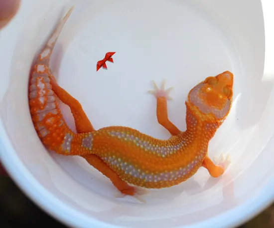 Red Diamond G Tremper Leopard Gecko by Bold & Bright Geckos